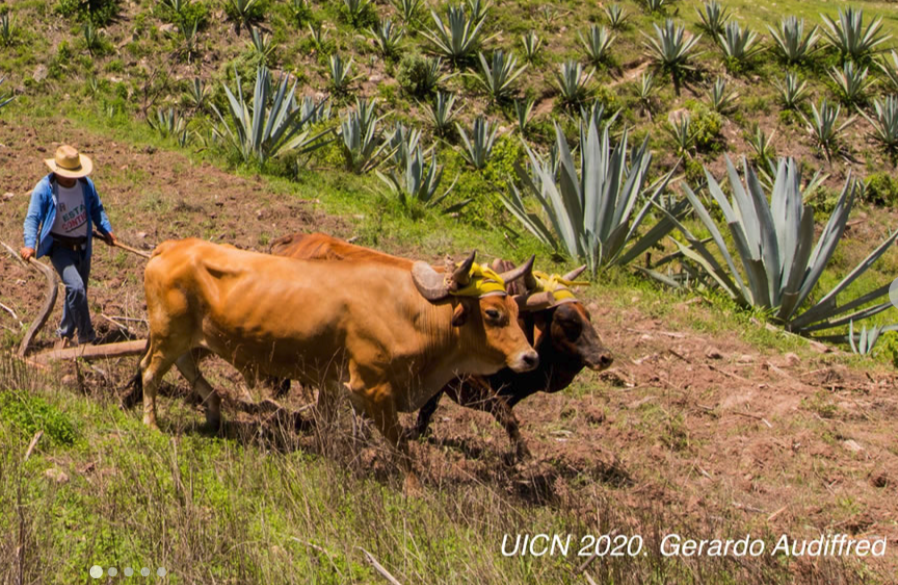 Actualización de la Estrategia REDD+ de Oaxaca // UICN y GCF Task Force